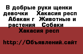 В добрые руки щенки (девочки) - Хакасия респ., Абакан г. Животные и растения » Собаки   . Хакасия респ.